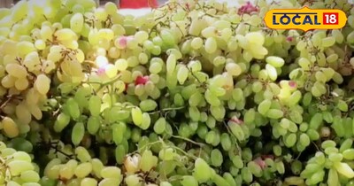 महाराष्ट्र का लंबा अंगूर 