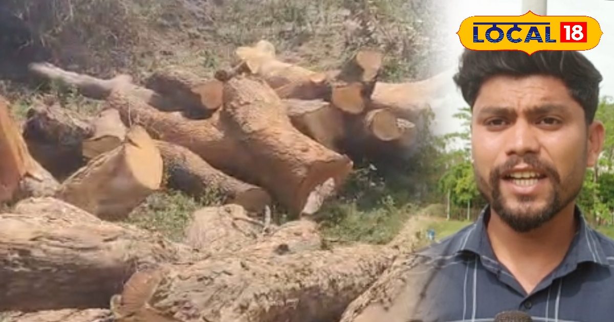 250 पेड़ों का ‘कत्लेआम’, अब खेत में मिलीं 400 कुंतल लकड़ियां, कार्रवाई कब?