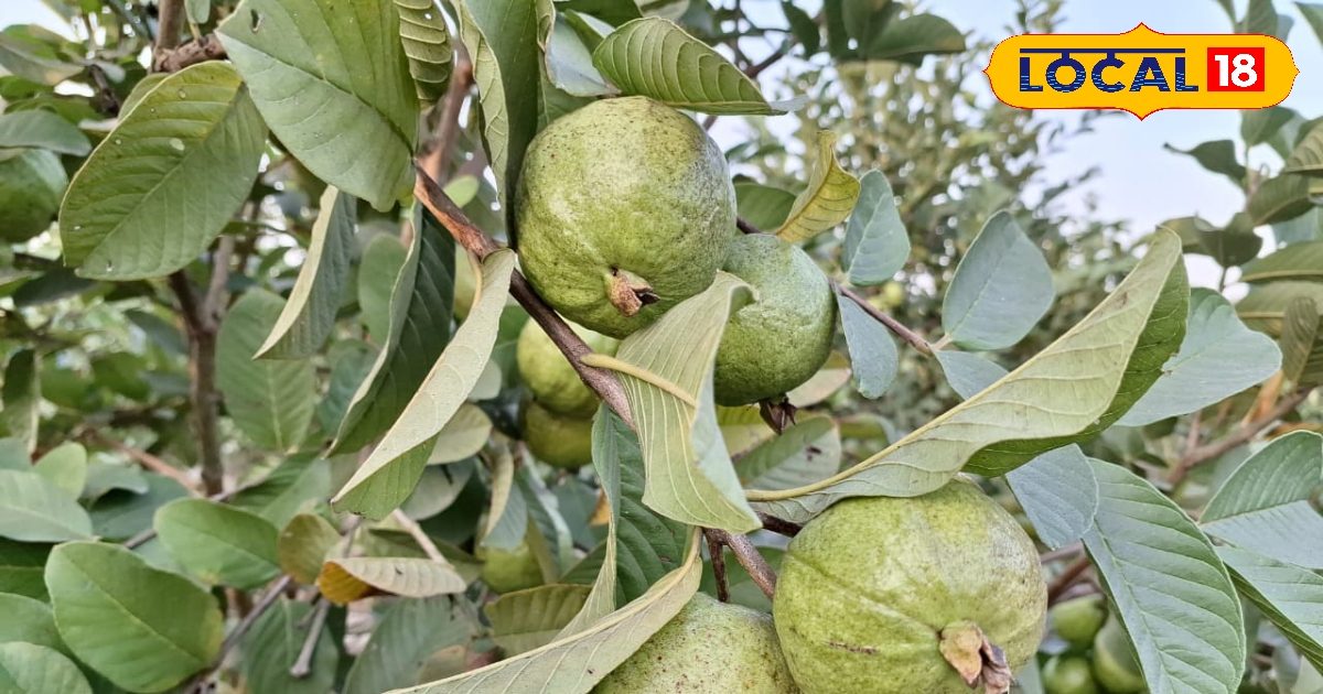 सिर्फ फल ही नहीं, इस पेड़ की पत्तियों में भी छिपे हैं औषधीय गुण!