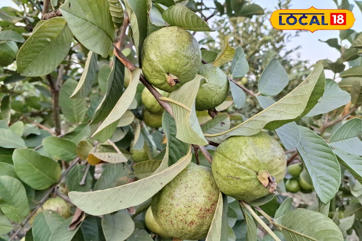 सिर्फ फल ही नहीं, इस पेड़ की पत्तियों में भी छिपे हैं औषधीय गुण! कई गंभीर बीमारियों में कारगर