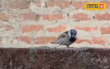 आंगन से क्यों गायब हुई गौरैया? जानिए गौरैया दिवस पर इसका महत्व.