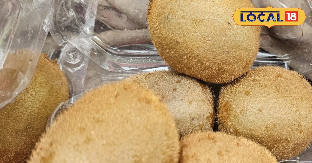 कीवी खरीदते वक्त न हों कन्फ्यूज! हरी या पीली जानें कौन देगी ज्यादा फायदा?