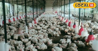 Poultry Farming: Earn Big with 50% Government Subsidy - Apply Now!