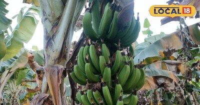 किसानों को जुट के पौधे लगाने चाहिए.