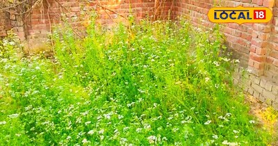 खेत में तैयार खड़ी धनिया की फसल.