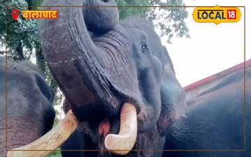 बालाघाट में आया हाथी 