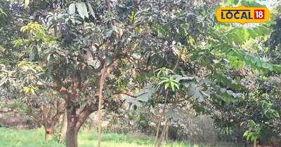 अररिया का यह शख्स आम की इन दो वैरायटी से कर रहा लाखों रुपए तक कमाई, जानिए कमाई क