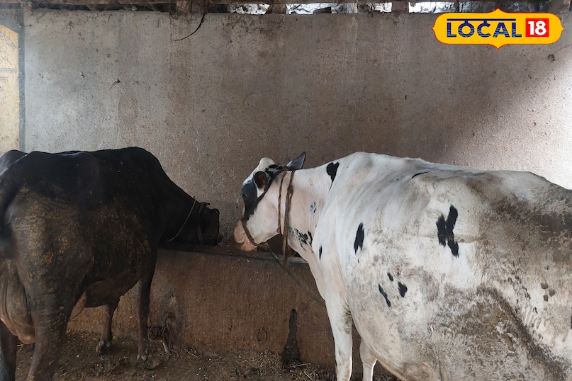 मिट्टी खाने से इसके दूध पर भी असर पड़ता है मिट्टी खाने से इसके दूध पर भी असर पड़ता है