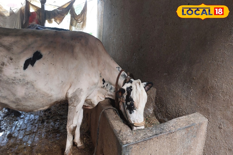 इसमें कई तरह की बीमारी आती है जिसके बारे में जानेंगे