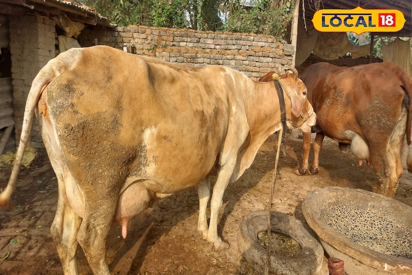 ज्यादा मिट्टी खाने से गाय की भूख भी खत्म हो जाती है ज्यादा मिट्टी खाने से गाय की भूख भी खत्म हो जाती है