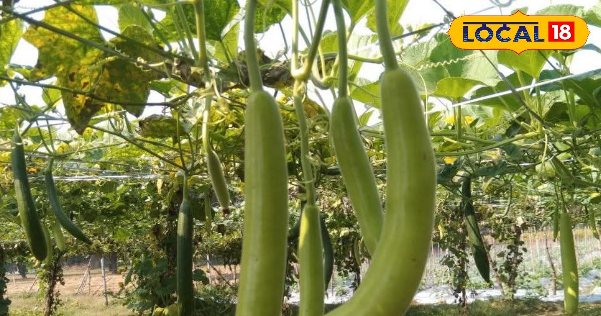 20 हजार का निवेश, एक लाख तक की कमाई, 60 दिनों में अमीर बना देगी ये ‘जादुई’ फसल!