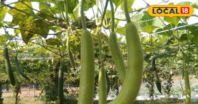 लौकी की खेती