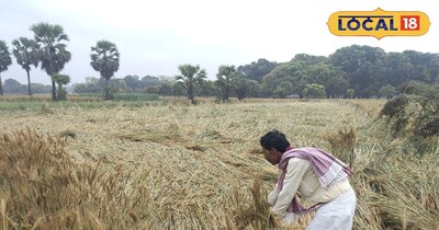 खेत का जायजा लेते किसान