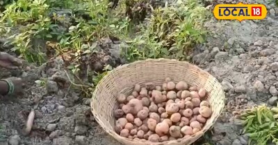 कड़ी मेहनत और लागत लगाकर उगाया गया आलू किसानों को औने-पौने दाम में बेचना पड़ रहा