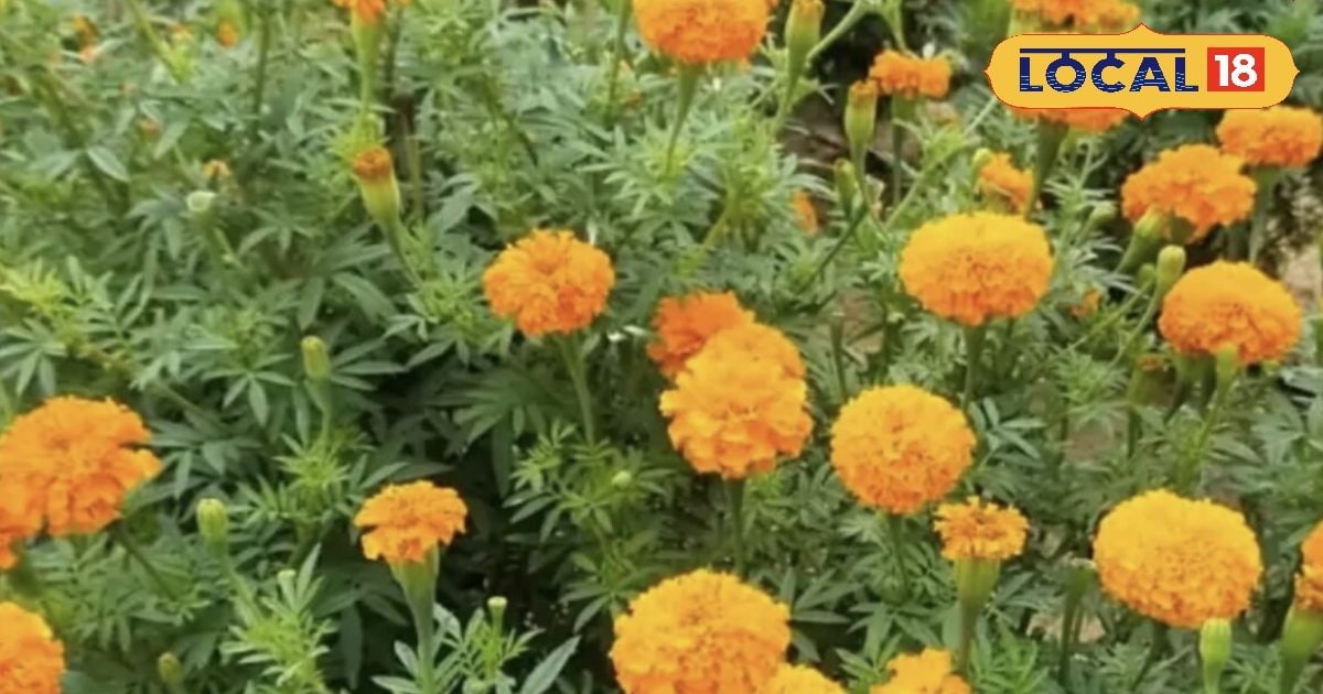 यह खुशबू का खजाना नहीं, बल्कि कई बीमारियों का काल! जानिए गेंदा फूल के फायदे