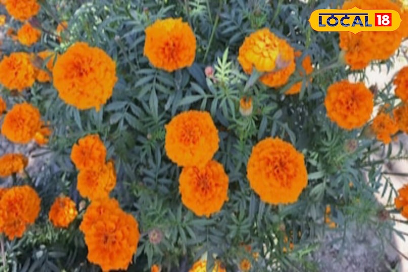 Moradabad news,hindi news,up news,local news, मुरादाबाद समाचार, हिंदी समाचार, यूपी समाचार, लोकल समाचार। Moradabad news,hindi news,up news,local news, मुरादाबाद समाचार, हिंदी समाचार, यूपी समाचार, लोकल समाचार।