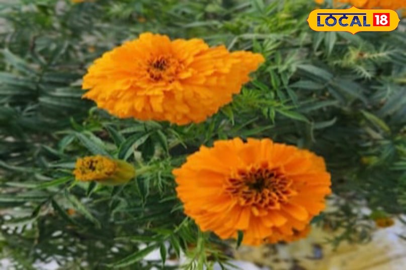 Moradabad news,hindi news,up news,local news, मुरादाबाद समाचार, हिंदी समाचार, यूपी समाचार, लोकल समाचार। Moradabad news,hindi news,up news,local news, मुरादाबाद समाचार, हिंदी समाचार, यूपी समाचार, लोकल समाचार।