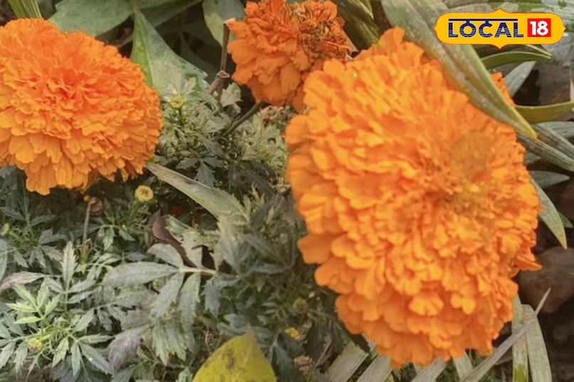 Moradabad news,hindi news,up news,local news, मुरादाबाद समाचार, हिंदी समाचार, यूपी समाचार, लोकल समाचार। Moradabad news,hindi news,up news,local news, मुरादाबाद समाचार, हिंदी समाचार, यूपी समाचार, लोकल समाचार।