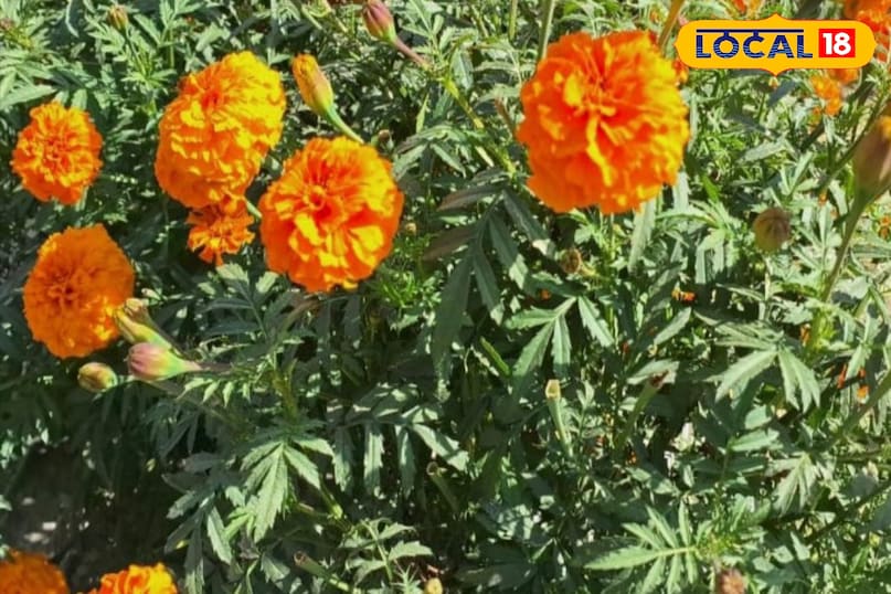 Moradabad news,hindi news,up news,local news, मुरादाबाद समाचार, हिंदी समाचार, यूपी समाचार, लोकल समाचार। Moradabad news,hindi news,up news,local news, मुरादाबाद समाचार, हिंदी समाचार, यूपी समाचार, लोकल समाचार।