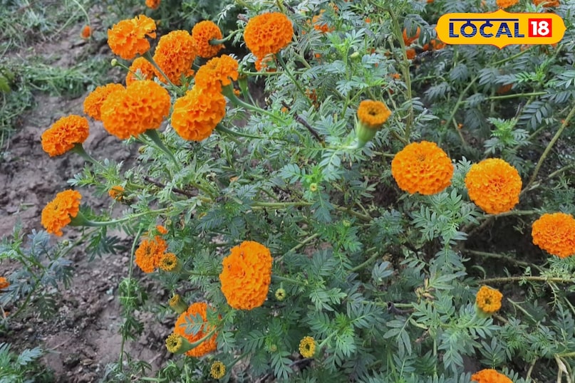 Moradabad news,hindi news,up news,local news, मुरादाबाद समाचार, हिंदी समाचार, यूपी समाचार, लोकल समाचार। Moradabad news,hindi news,up news,local news, मुरादाबाद समाचार, हिंदी समाचार, यूपी समाचार, लोकल समाचार।