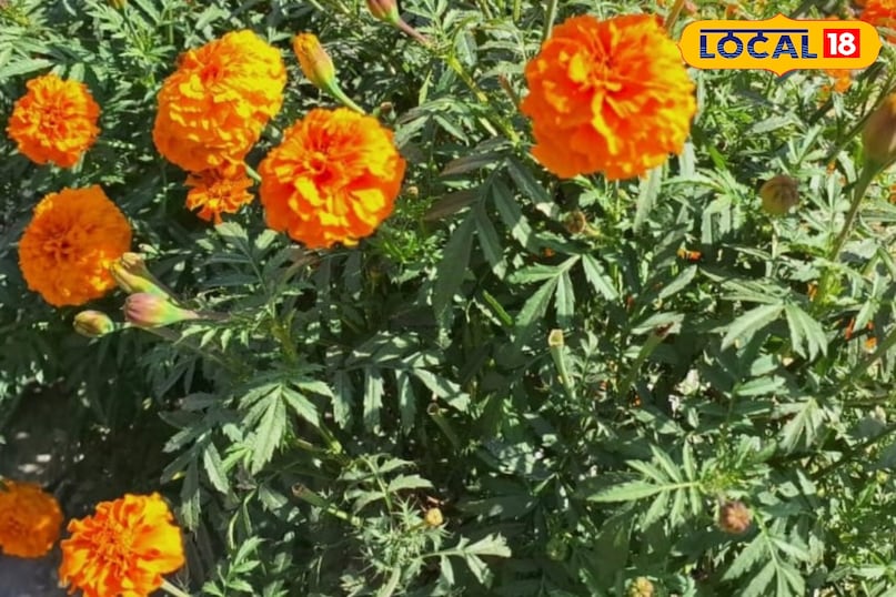 Moradabad news,hindi news,up news,local news, मुरादाबाद समाचार, हिंदी समाचार, यूपी समाचार, लोकल समाचार। Moradabad news,hindi news,up news,local news, मुरादाबाद समाचार, हिंदी समाचार, यूपी समाचार, लोकल समाचार।