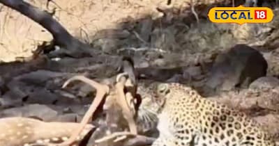 रणथंभौर में लेपर्ड का लाइव शिकार, चंद सेकंड में चीतल ढेर, पर्यटक हैरान.