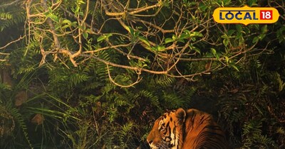 पीलीभीत टाइगर रिजर्व की शारदा कैनाल में बैठा बाघ.