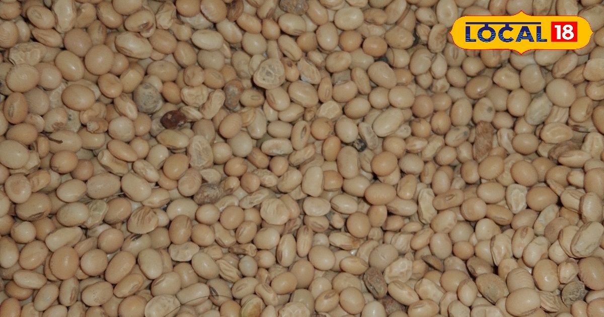 गाय-भैंस दूध नहीं दे रही? सफेद भट्ट से जानवर होंगे मजबूत और स्वस्थ, जानिए कैसे