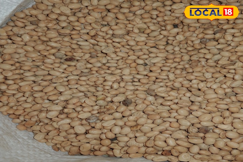 what is white pahadi soyabin what is white pahadi soyabin