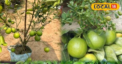 निम्बू का पौधा