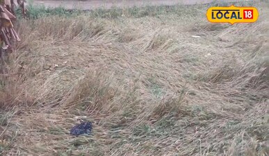 सीतामढ़ी में आंधी-ओलावृष्टि से फसलों को भारी नुकसान, गेहूं-दलहन का हुआ ये हाल.