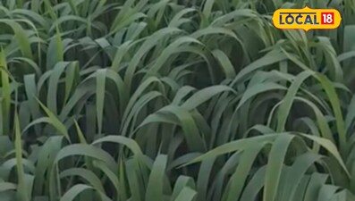 गर्मी से पहले जई का चारा देगा दुधारू पशुओं को ताकत, जानिए विशेषज्ञों की सलाह.