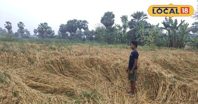 छती ग्रस्त फसल 