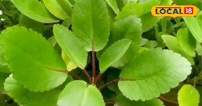 From kidney stones to joint pain, two leaves daily will keep diseases away