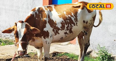 गाय कि तस्वीर 