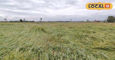बेमौसम बारिश से गेहूं की फसल हुई बर्बाद.