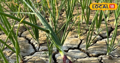 जलेबी रोग पूरी फसल खराब कर सकता है.