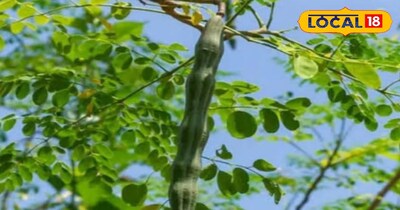 सहजन सेहत के लिए होता है फायदेमंद ।