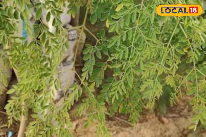 Moradabad news, hindi news, local news, up news, मुरादाबाद समाचार हिंदी, समाचार, लोकल समाचार, यूपी समाचार । Moradabad news, hindi news, local news, up news, मुरादाबाद समाचार हिंदी, समाचार, लोकल समाचार, यूपी समाचार ।