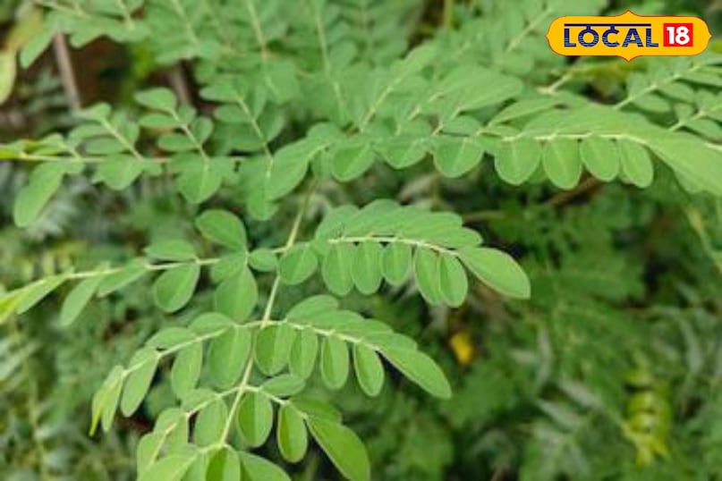 Moradabad news, hindi news, local news, up news, मुरादाबाद समाचार हिंदी, समाचार, लोकल समाचार, यूपी समाचार । Moradabad news, hindi news, local news, up news, मुरादाबाद समाचार हिंदी, समाचार, लोकल समाचार, यूपी समाचार ।