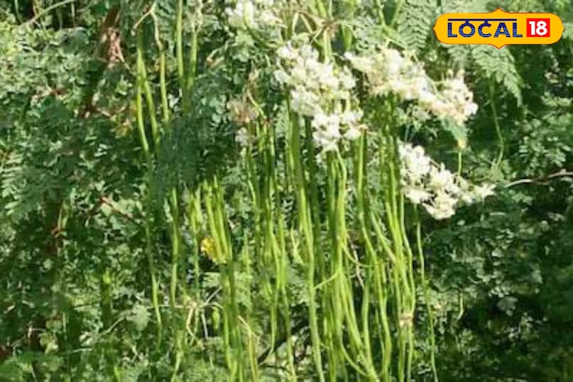 Moradabad news, hindi news, local news, up news, मुरादाबाद समाचार हिंदी, समाचार, लोकल समाचार, यूपी समाचार । Moradabad news, hindi news, local news, up news, मुरादाबाद समाचार हिंदी, समाचार, लोकल समाचार, यूपी समाचार ।