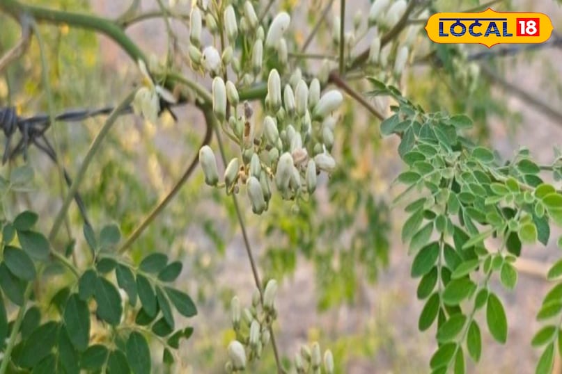 Moradabad news, hindi news, local news, up news, मुरादाबाद समाचार हिंदी, समाचार, लोकल समाचार, यूपी समाचार । Moradabad news, hindi news, local news, up news, मुरादाबाद समाचार हिंदी, समाचार, लोकल समाचार, यूपी समाचार ।