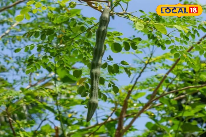 Moradabad news, hindi news, local news, up news, मुरादाबाद समाचार हिंदी, समाचार, लोकल समाचार, यूपी समाचार । Moradabad news, hindi news, local news, up news, मुरादाबाद समाचार हिंदी, समाचार, लोकल समाचार, यूपी समाचार ।