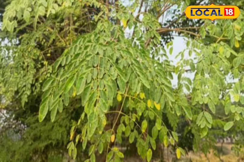 Moradabad news, hindi news, local news, up news, मुरादाबाद समाचार हिंदी, समाचार, लोकल समाचार, यूपी समाचार । Moradabad news, hindi news, local news, up news, मुरादाबाद समाचार हिंदी, समाचार, लोकल समाचार, यूपी समाचार ।