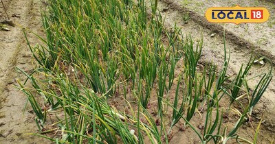 गोंडा के किसान ने दिखाया कमाल, प्याज की नई खेती से कमा रहे दोहरा मुनाफा.