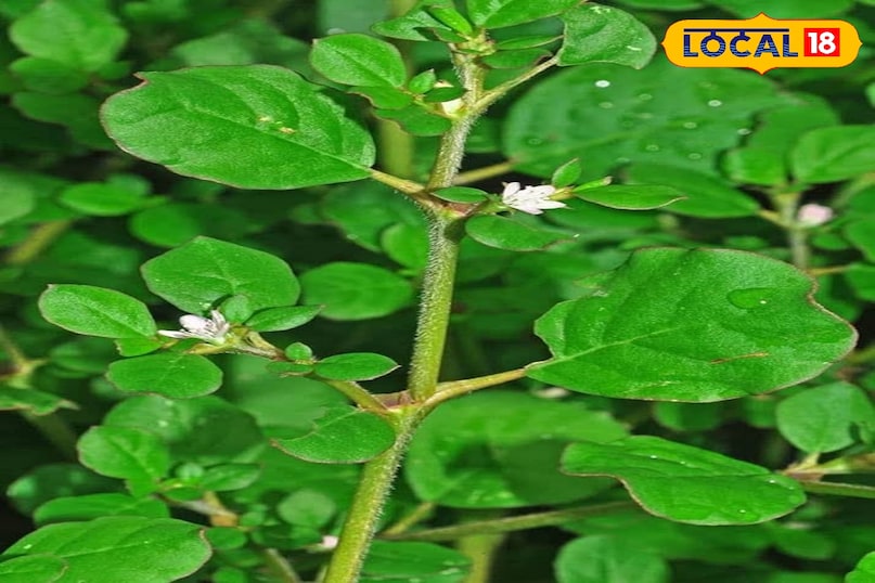 पुनर्नवा 