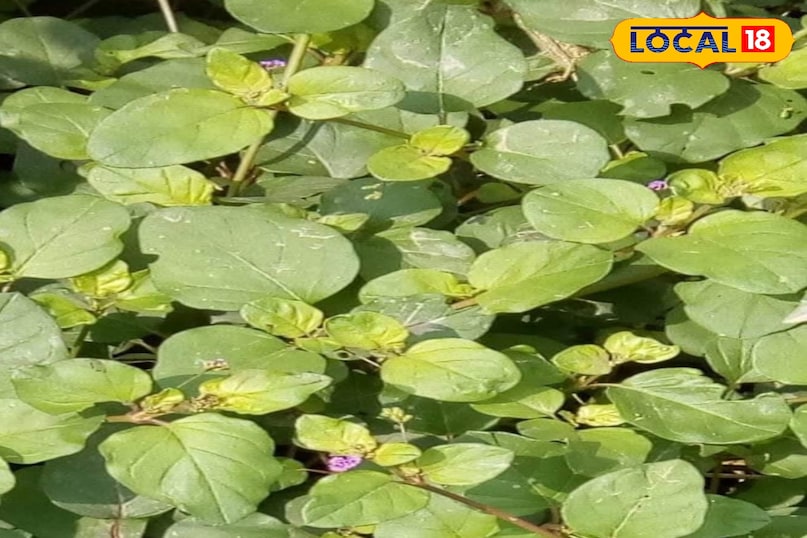 पुनर्नवा 