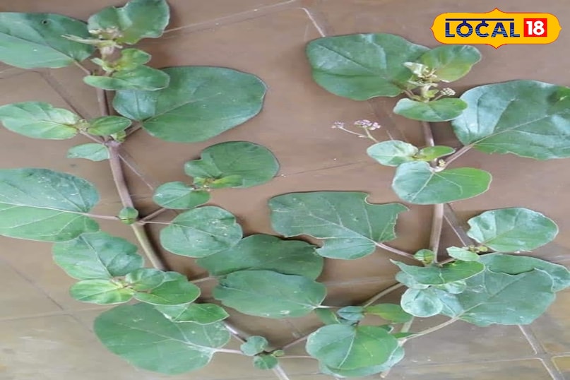 पुनर्नवा 