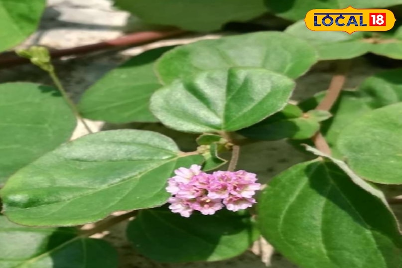 पुनर्नवा 