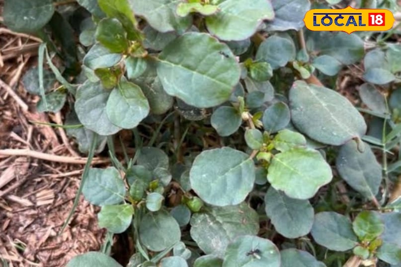 पुनर्नवा 